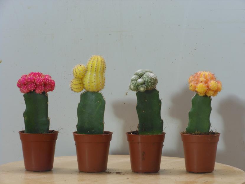 Cuidados de los cactus en interior: luz, riego y sustrato