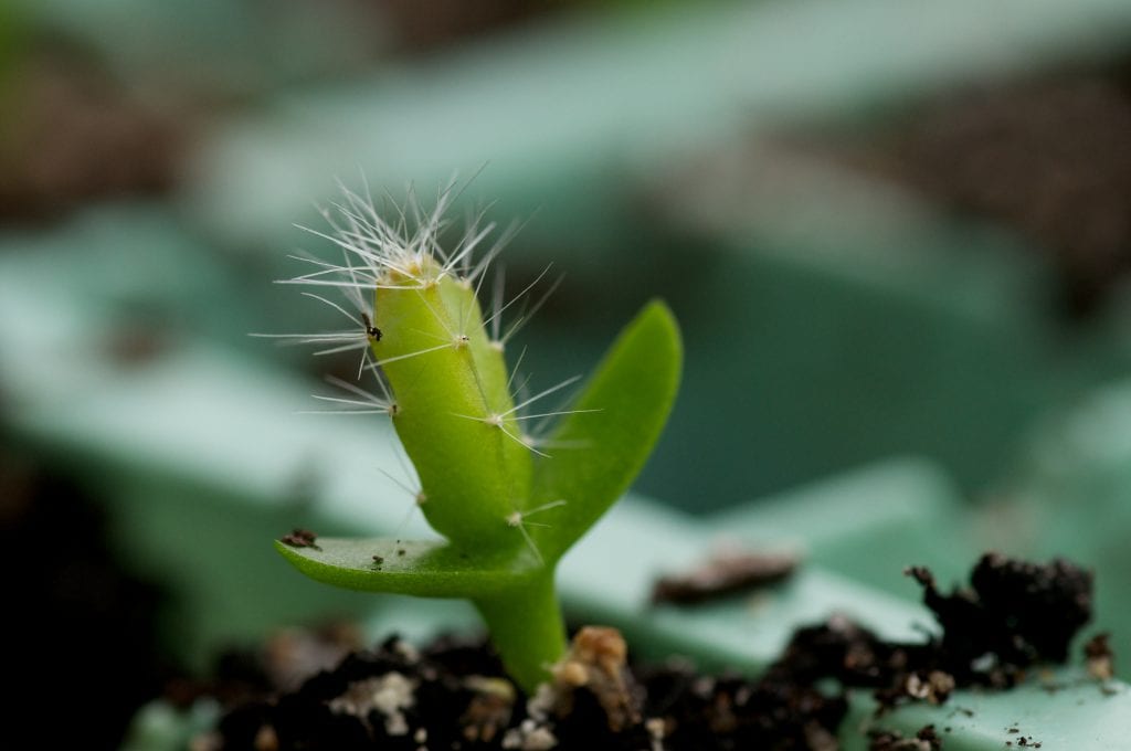 Cómo sembrar cactus desde semilla paso a paso