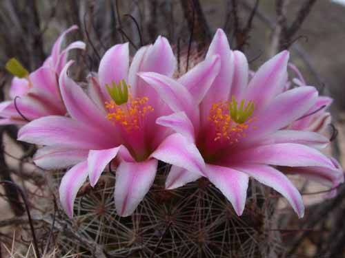Cactus globular con flores abiertas en el ápice