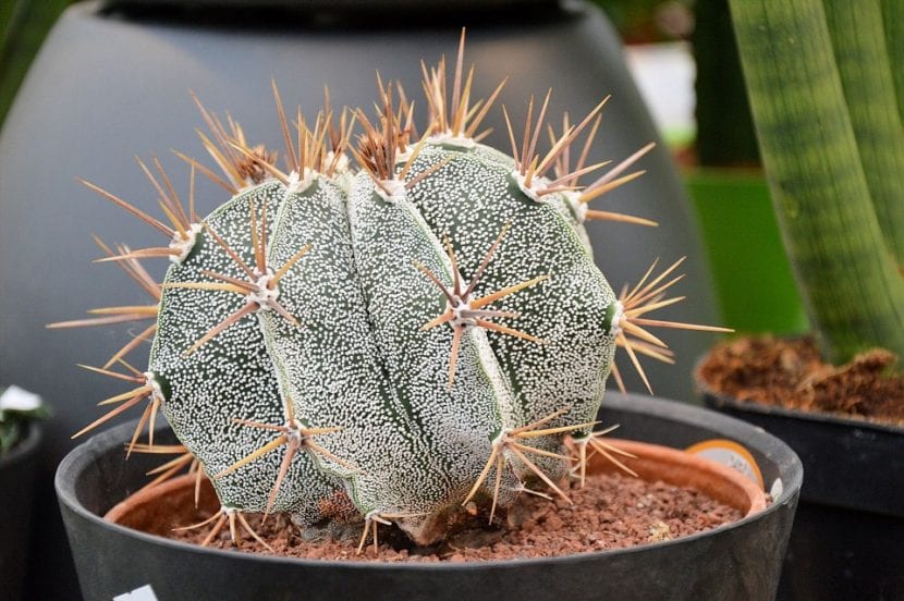Ejemplar de Astrophytum, género que exige una mezcla marcadamente mineral