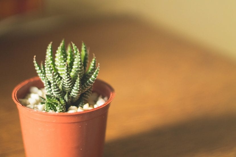 Haworthia, género de crecimiento moderado que agradece la compra en primavera u otoño