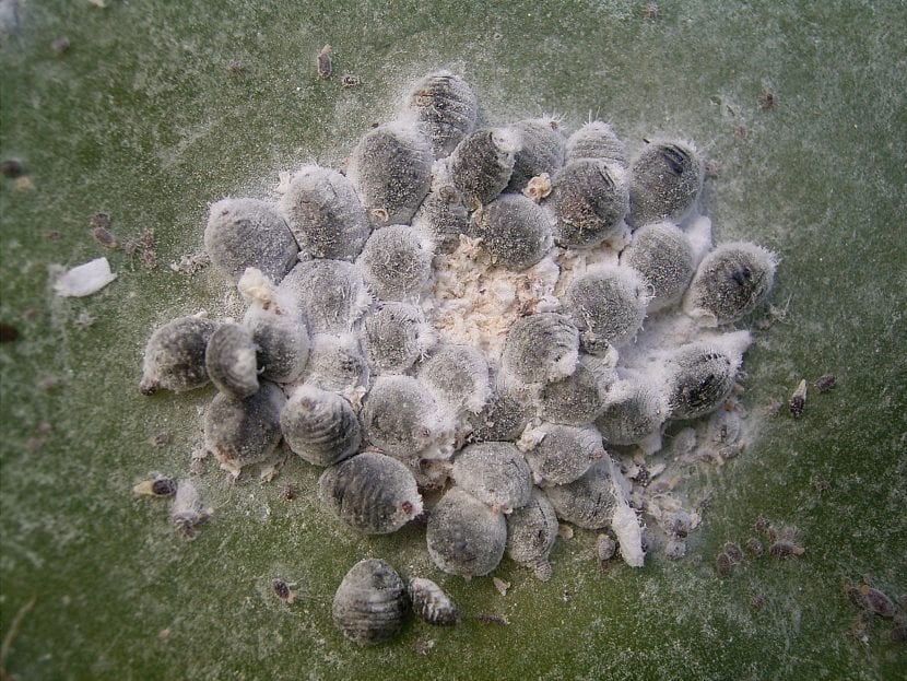 Cochinillas algodonosas instaladas en las costillas de un cactus