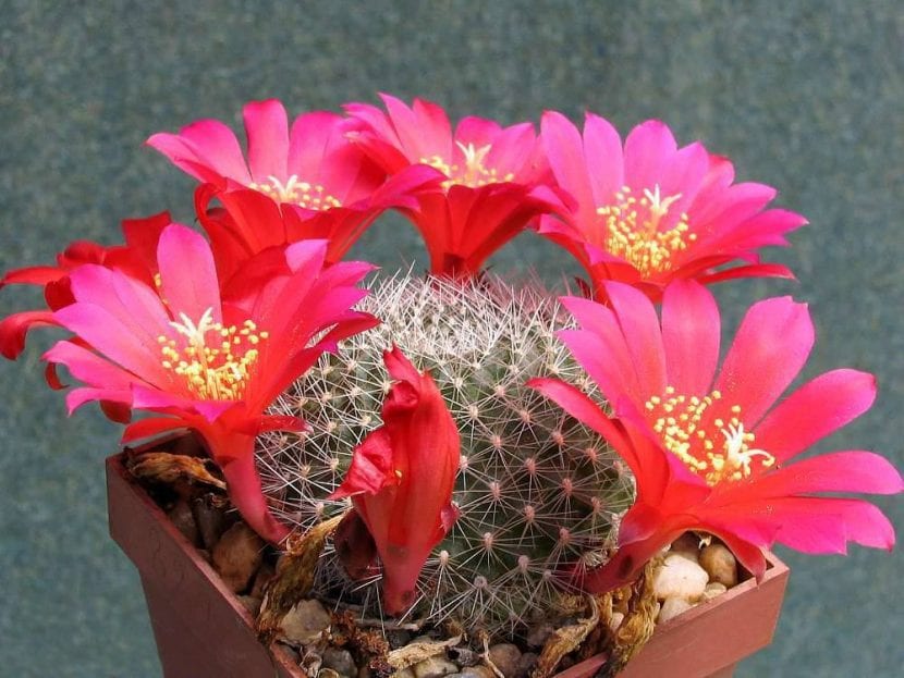 Rebutia wessneriana con flores rojas