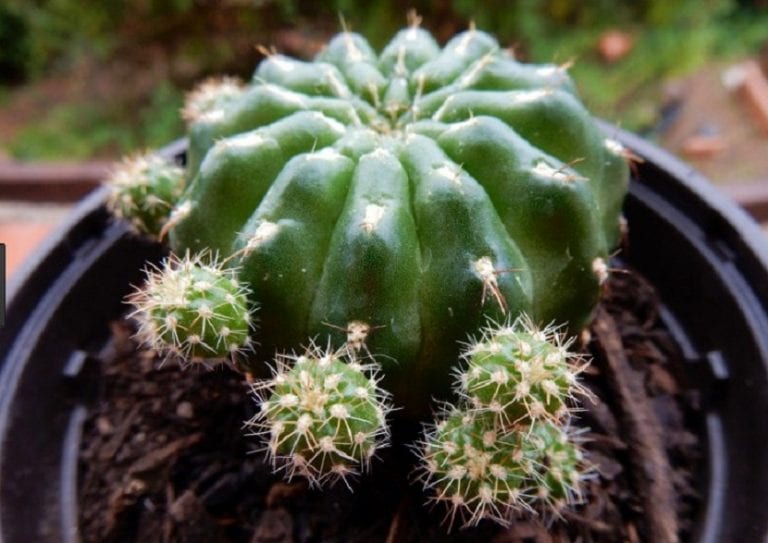 Cactus globoso de Echinopsis oxygona con costillas marcadas