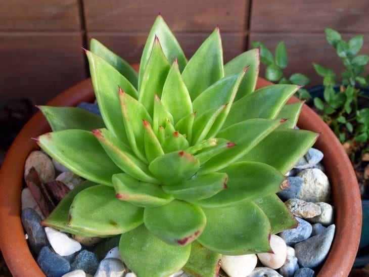 Roseta de Echeveria en cultivo