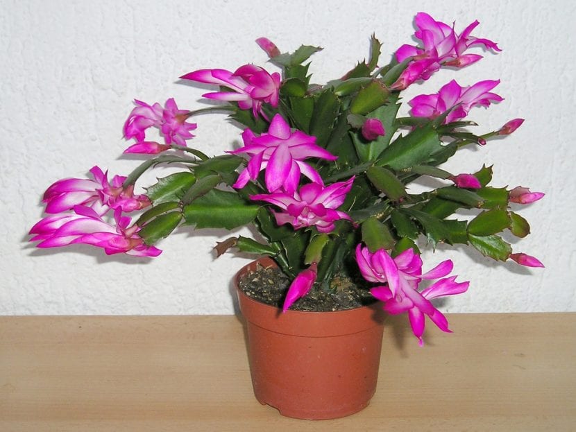 Cactus de Navidad en flor con segmentos colgantes
