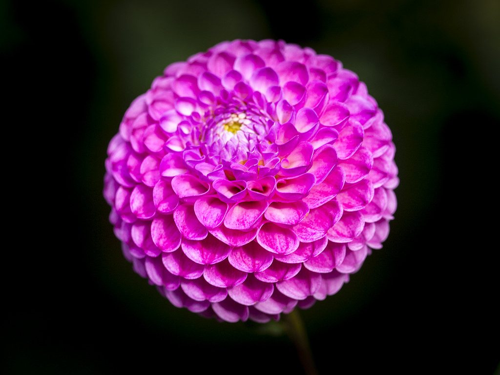 Dalia de lígulas enrolladas y puntiagudas