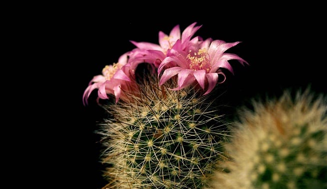 Cactus plantados al exterior en un jardín seco
