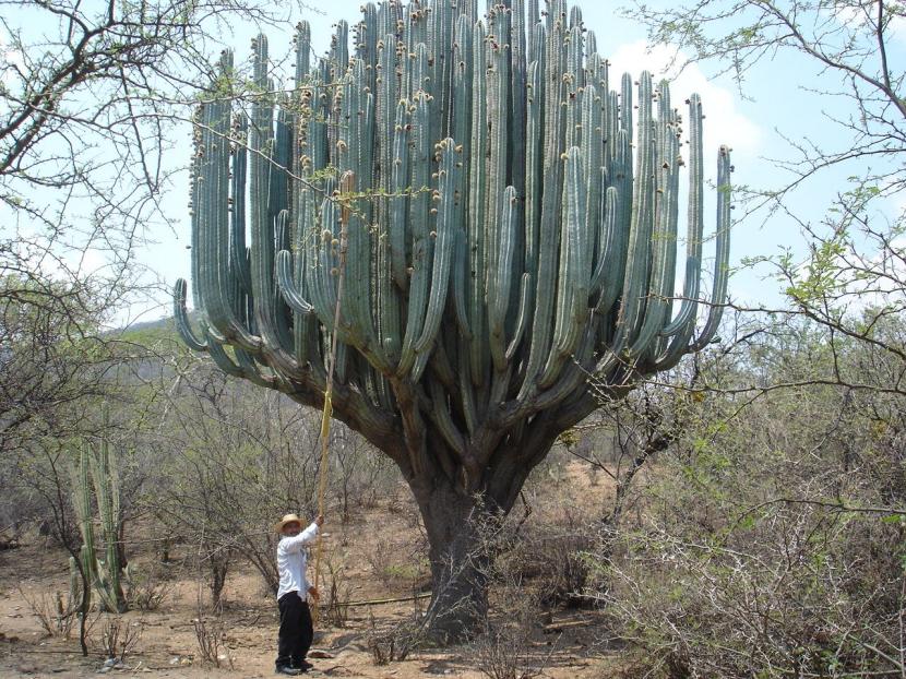 Pachycereus pringlei o cardón gigante en su hábitat