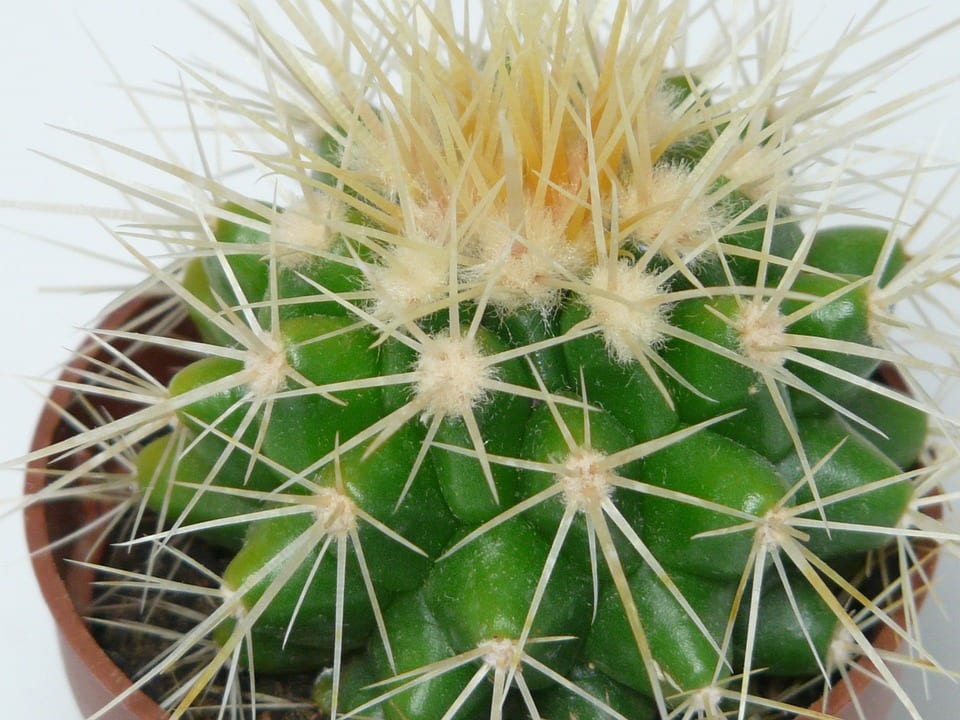 Echinocactus grusonii: guía de cultivo del asiento de suegra