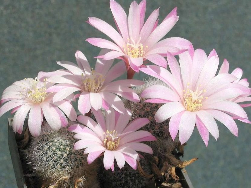Rebutia narvaecensis en flor, típica flor diurna polinizada por abejas