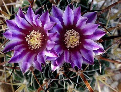 Detalle de la flor de un cactus con sus numerosos estambres