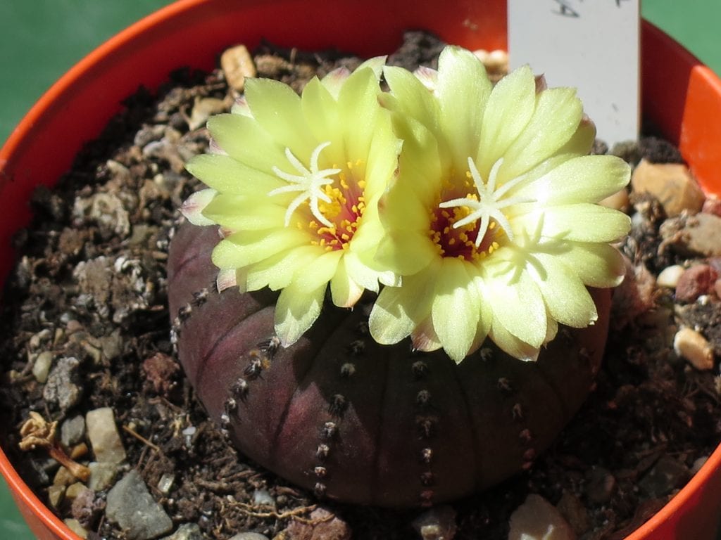 Frailea: cactus miniatura de flores que no se abren