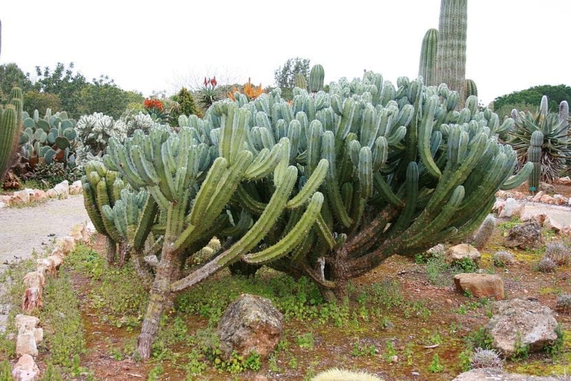 Ejemplar de Myrtillocactus geometrizans con sus tallos azulados y costillas marcadas
