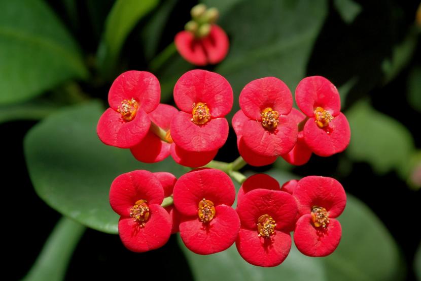 Flores de Euphorbia milii con sus brácteas rojas