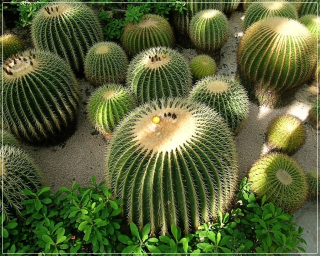Reposo invernal del cactus: temperatura, riego y luz