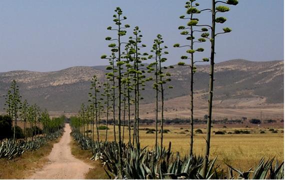 Roseta de pita, Agave americana, con sus hojas glaucas y dentadas