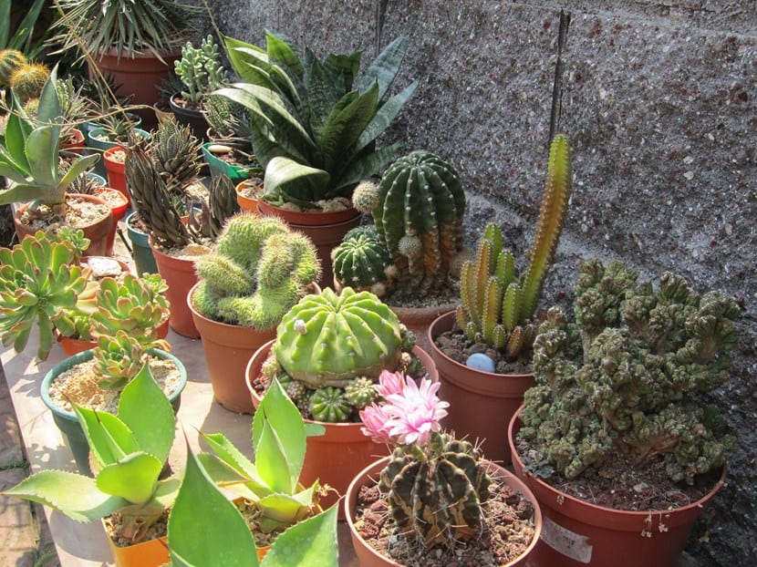 Plantas crasas cultivadas en maceta