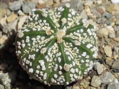 Astrophytum asterias cultivar superkabuto