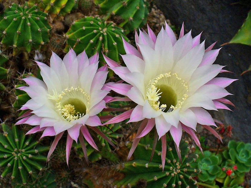 Cactus de interior: qué géneros funcionan dentro de casa