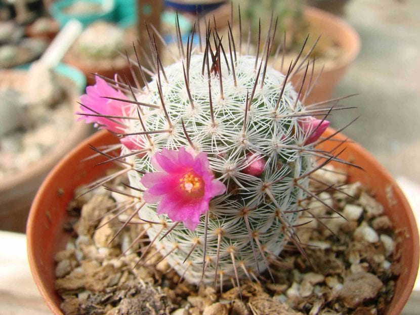 Ejemplar de Mammillaria elegans cubierto de espinas blancas