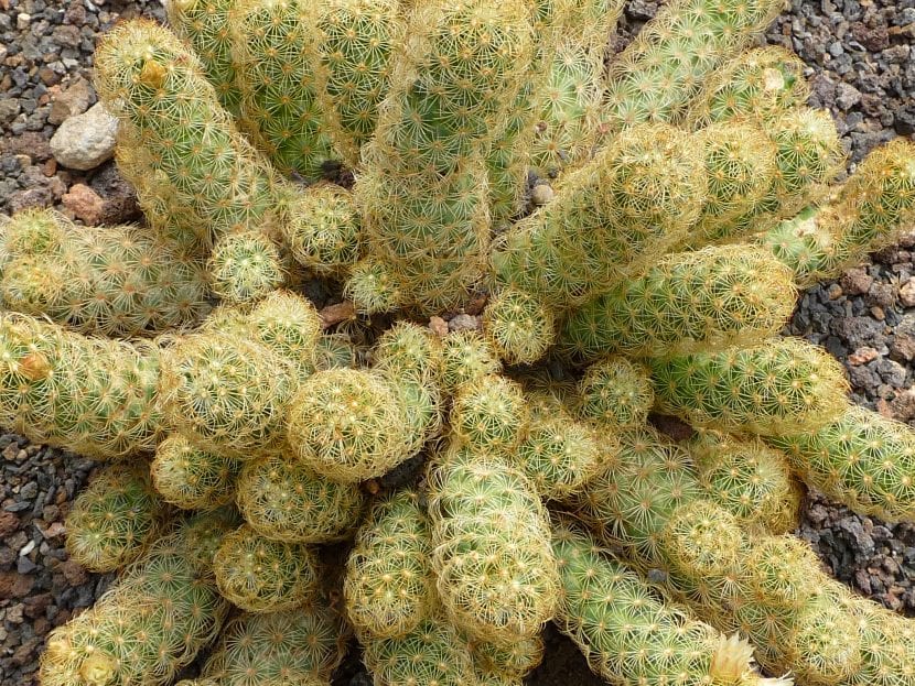 Ejemplar de Mammillaria elongata formando un grupo de tallos cilíndricos