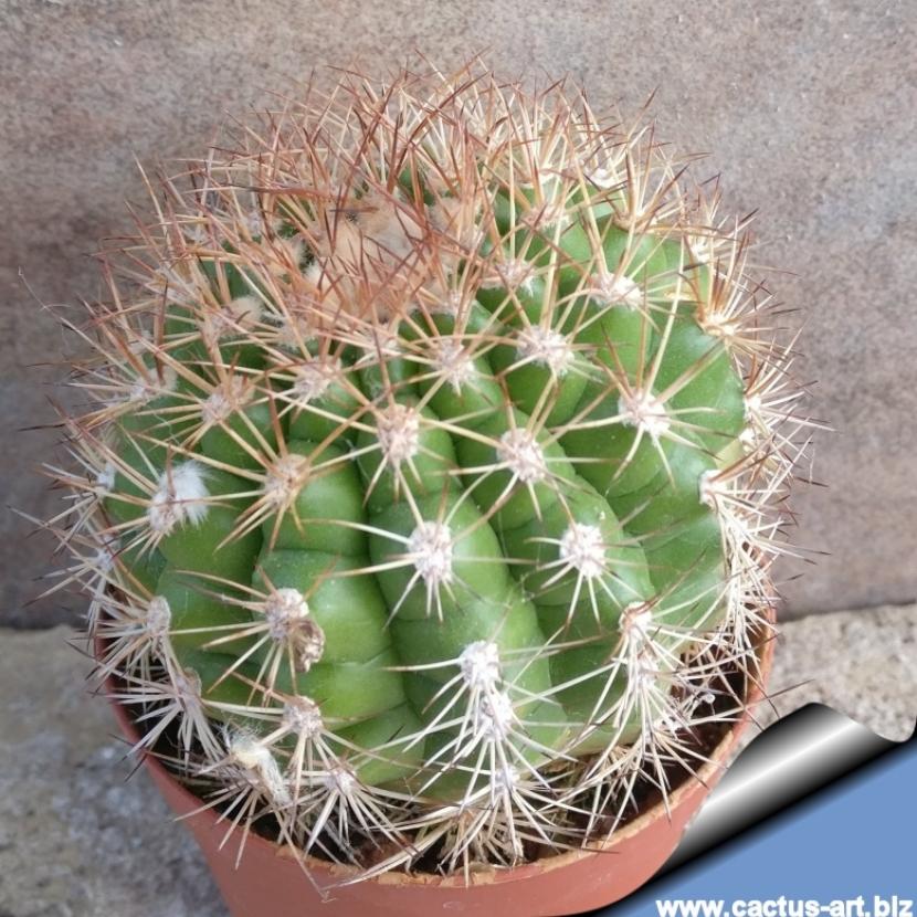 Matucana intertexta: cuidados de este cactus peruano