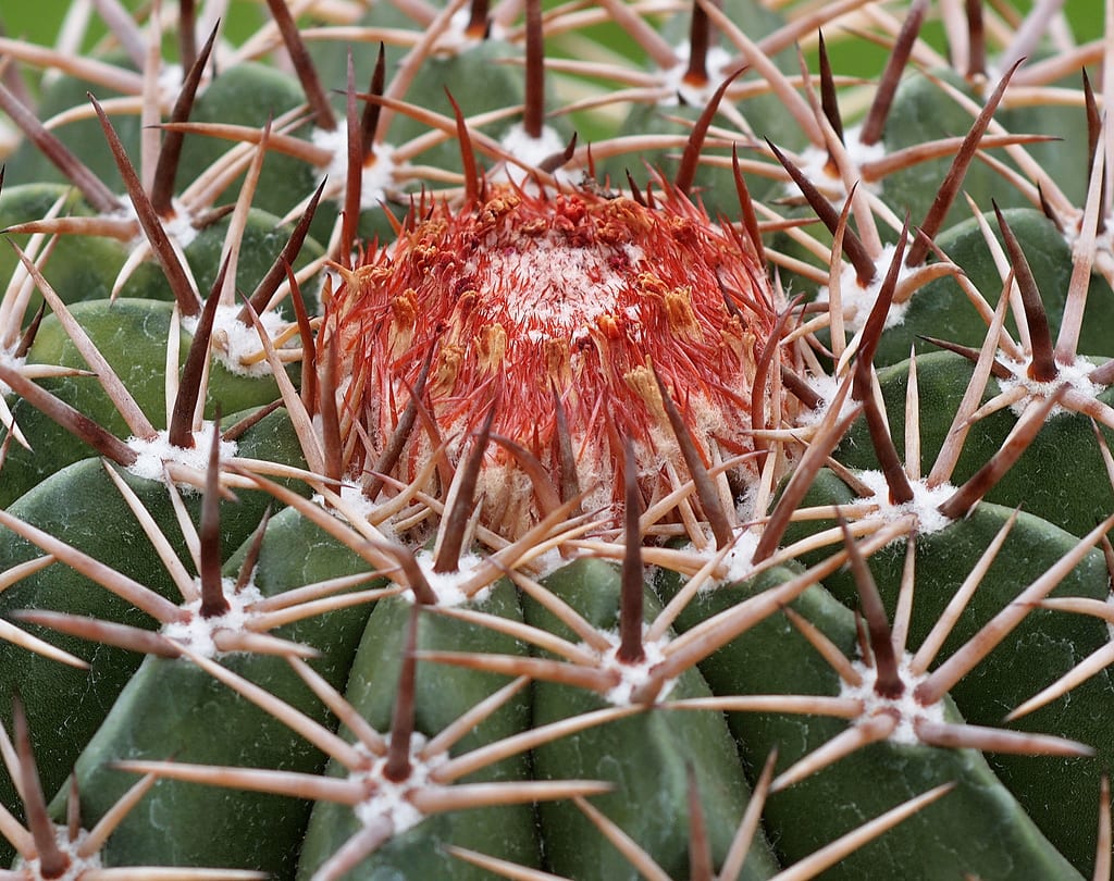 Melocactus: cuidados del cactus con cefalio