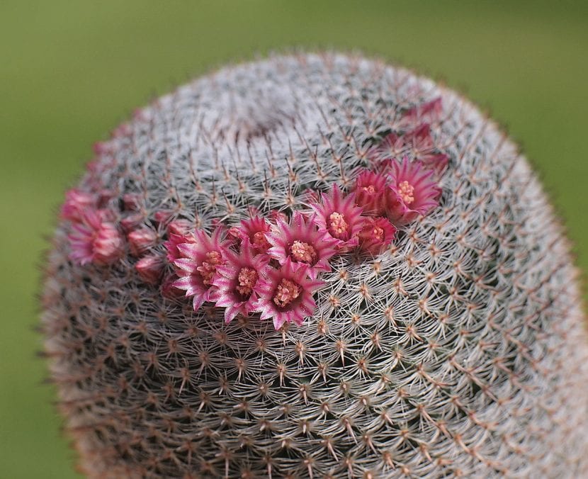 Mammillaria pseudoperbella con su corona de flores