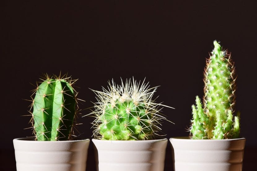 Cactus cultivado dentro de casa junto a una ventana