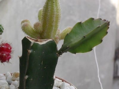Cactus injertado sobre patrón, con la unión ya cicatrizada