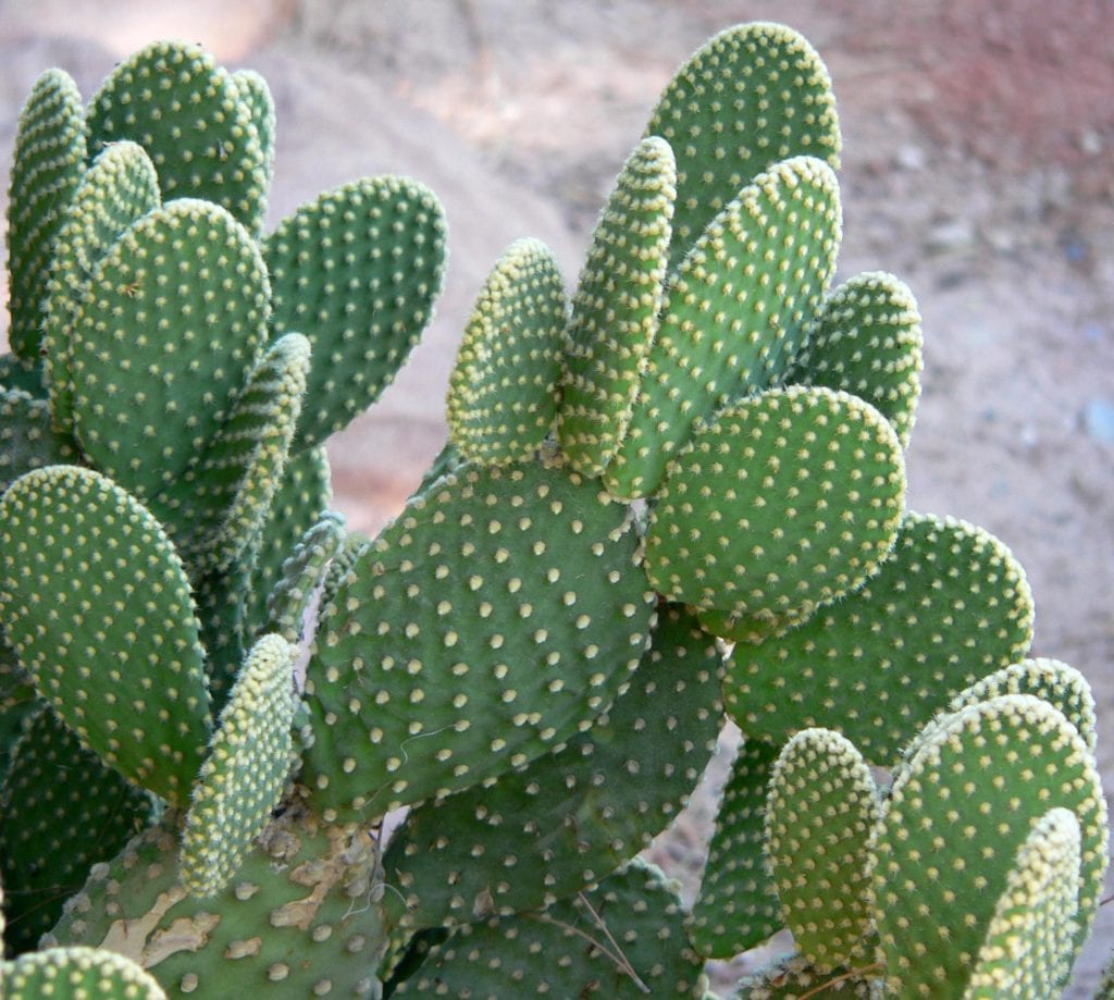 Opuntia: cultivo, plagas y usos de la chumbera