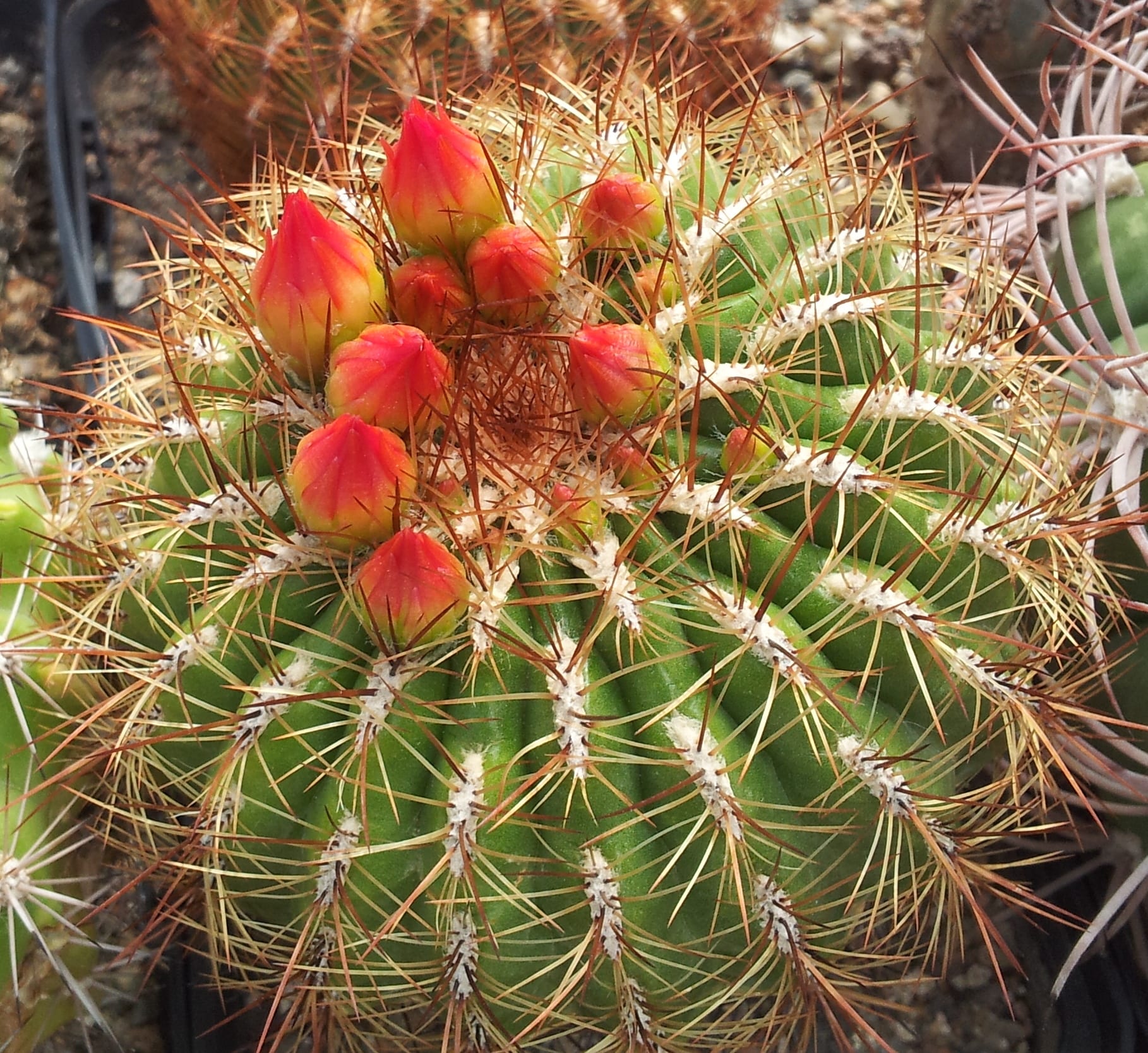 Oroya peruviana: características y cuidados del cactus andino
