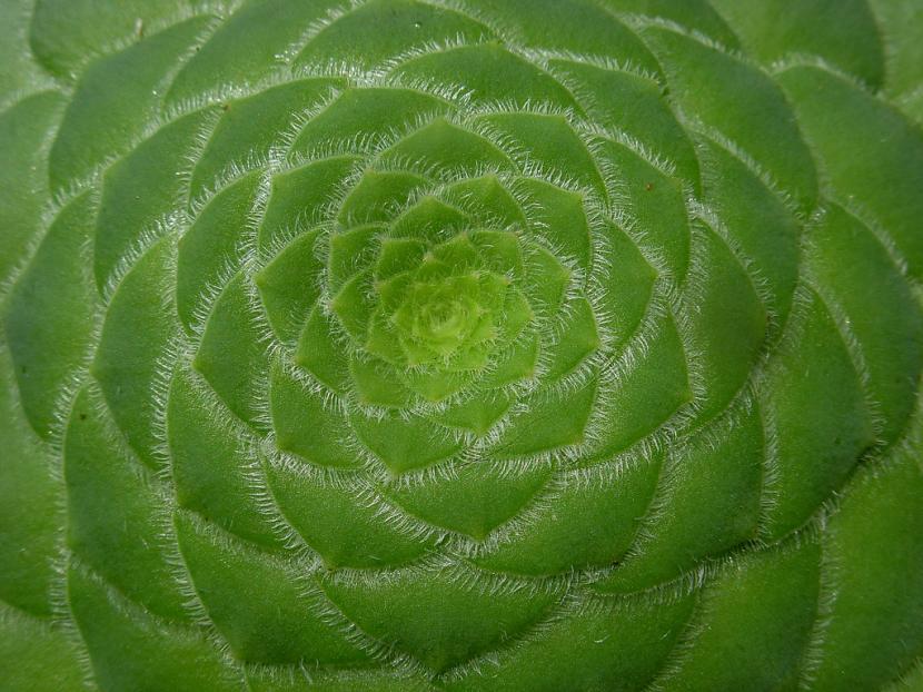 Roseta plana de Aeonium tabuliforme