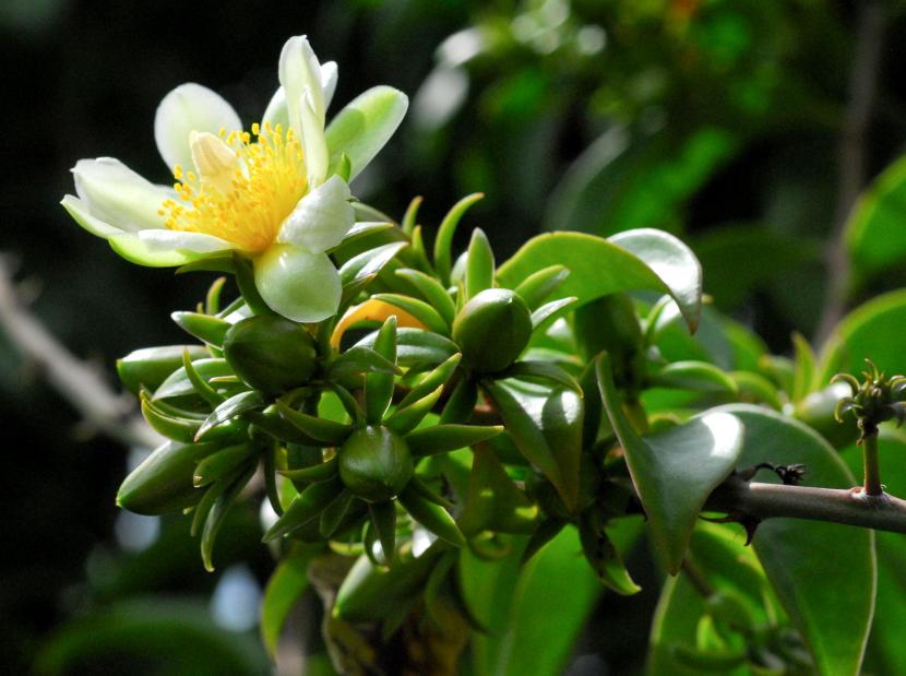 Pereskia aculeata, cactus con hojas de porte trepador y ramas espinosas