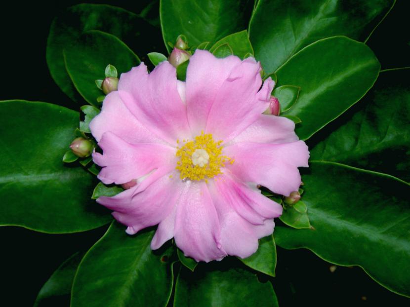 Pereskia: el cactus con hojas y cómo cultivarlo bien