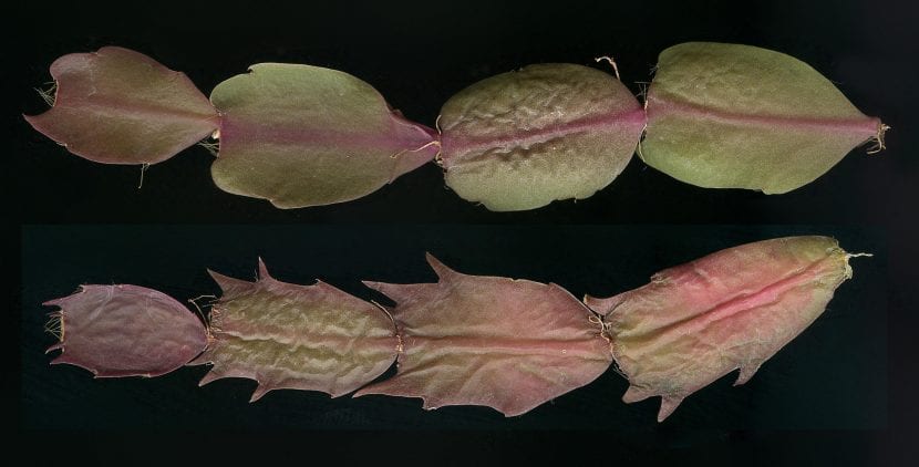 Esquejes de segmentos de Schlumbergera preparados para enraizar