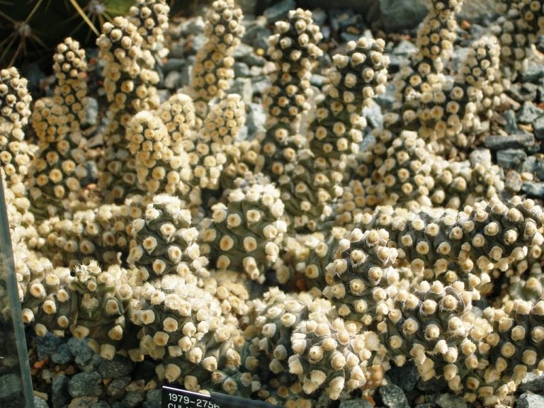 Tephrocactus molinensis con artejos alargados de color verde grisáceo