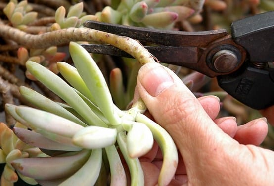 Plantas suculentas en maceta listas para multiplicar