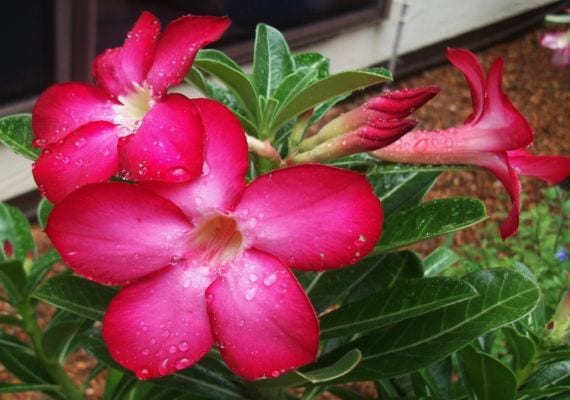 Adenium obesum en flor, con el caudex engrosado en la base