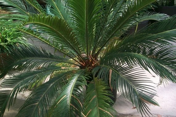 Corona de hojas de Cycas revoluta con síntomas foliares