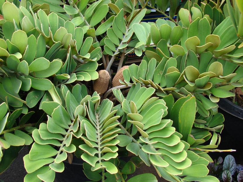 Ejemplar de Zamia furfuracea con sus folíolos anchos y rígidos