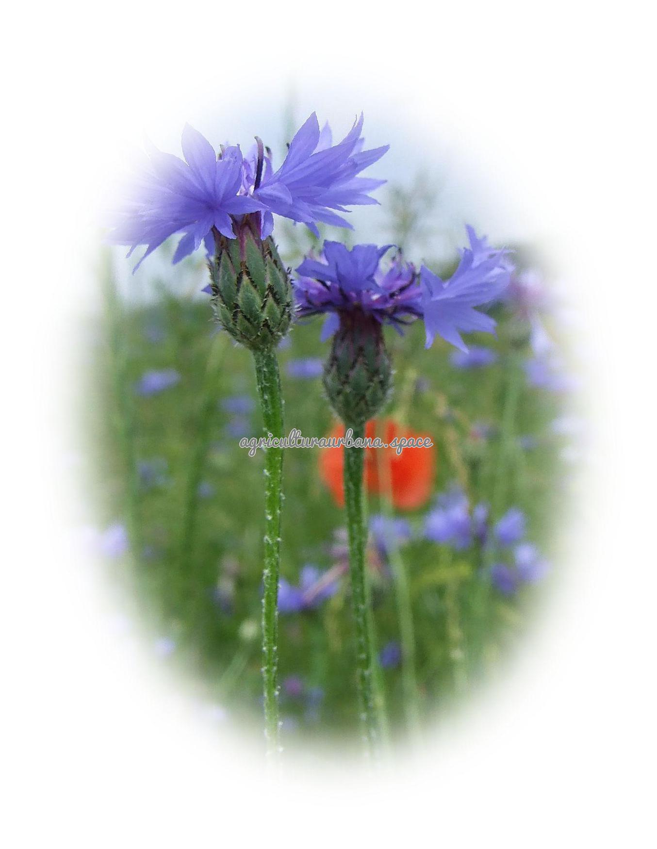 Cómo plantar aciano, la flor azul de los trigales