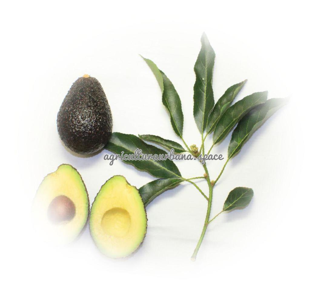 Cómo plantar un aguacate desde el hueso