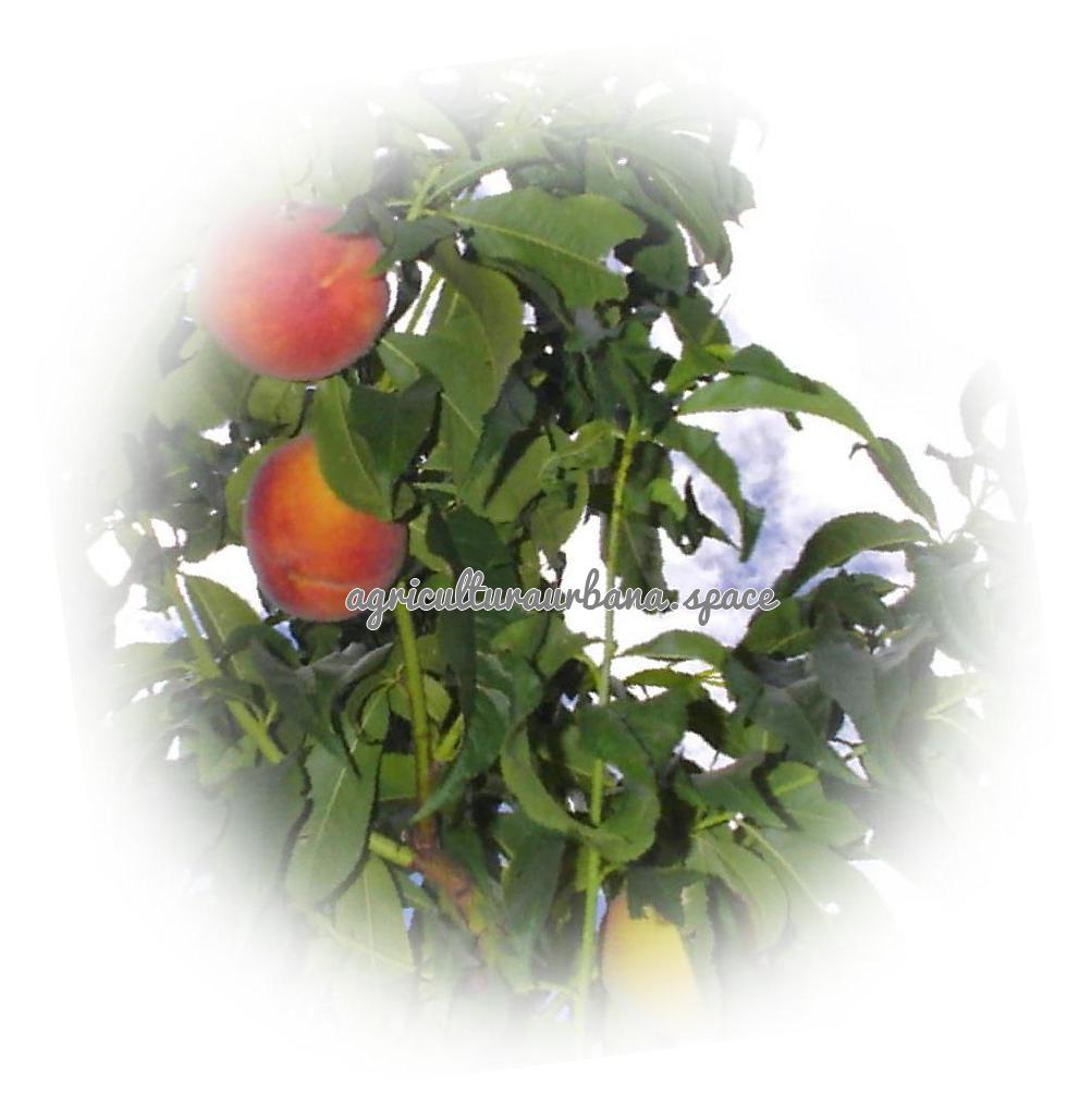 Cómo plantar un albaricoquero y que dé fruta