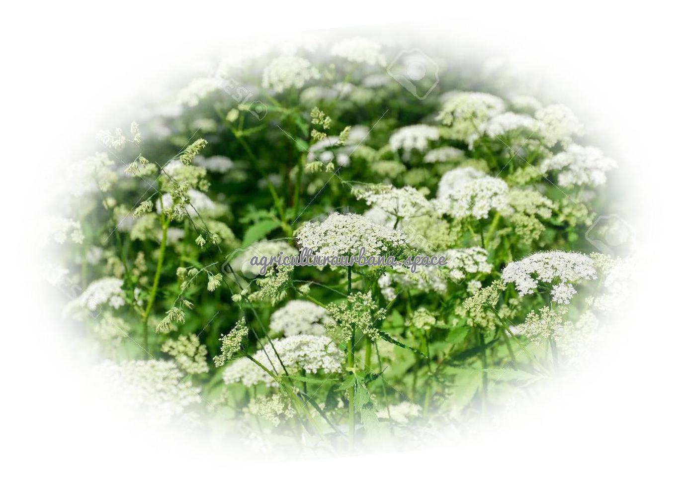 Cómo plantar alcaravea (Carum carvi) paso a paso