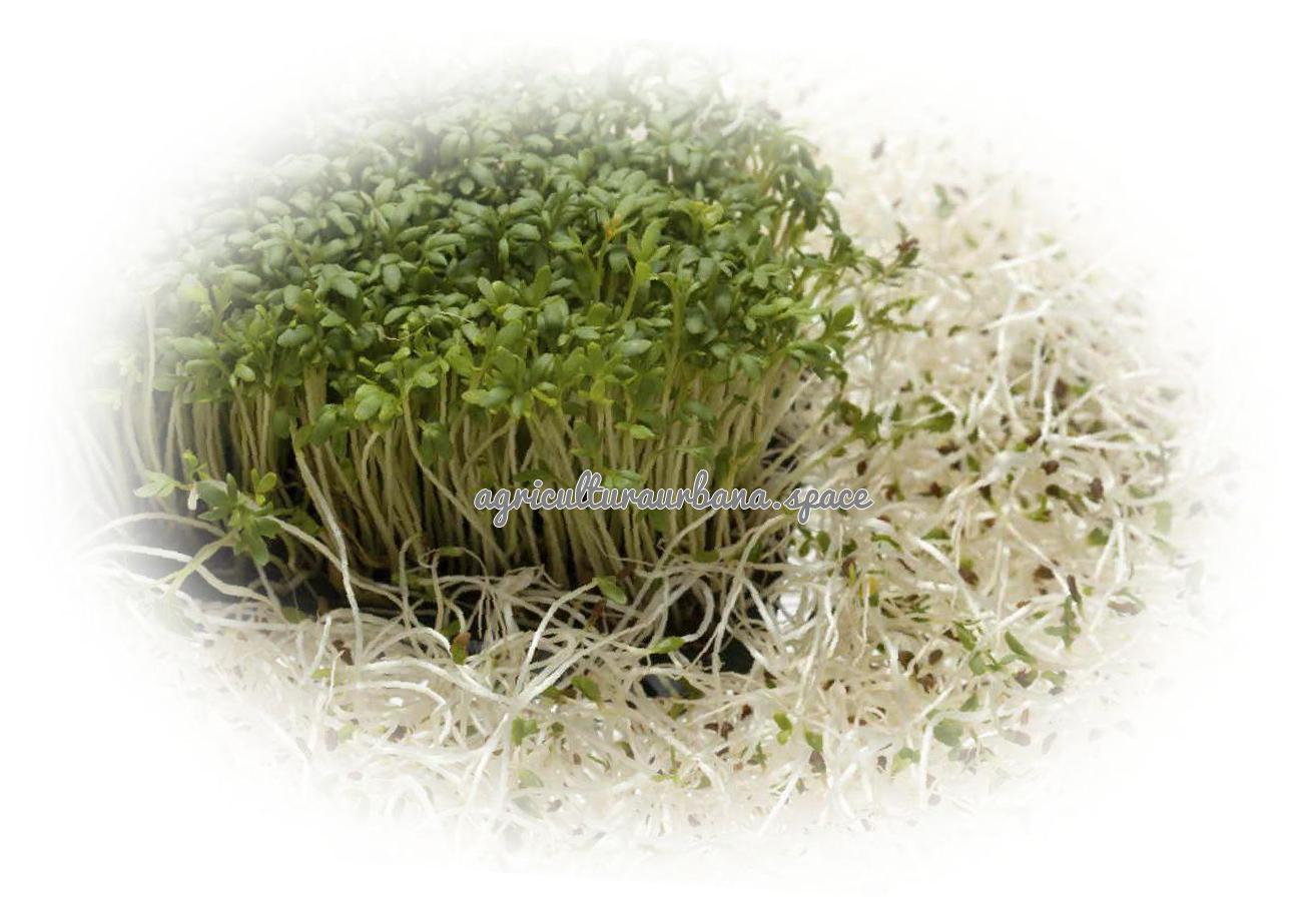 Cómo se planta la alfalfa: cultivo, abono verde y brotes