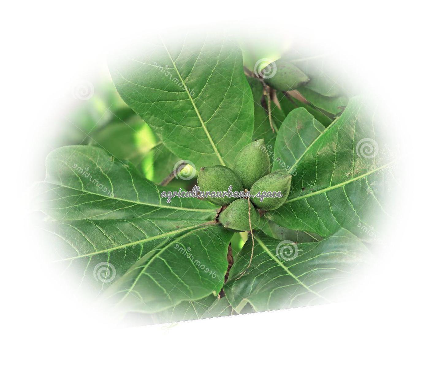 Cómo plantar un almendro y cosechar almendras