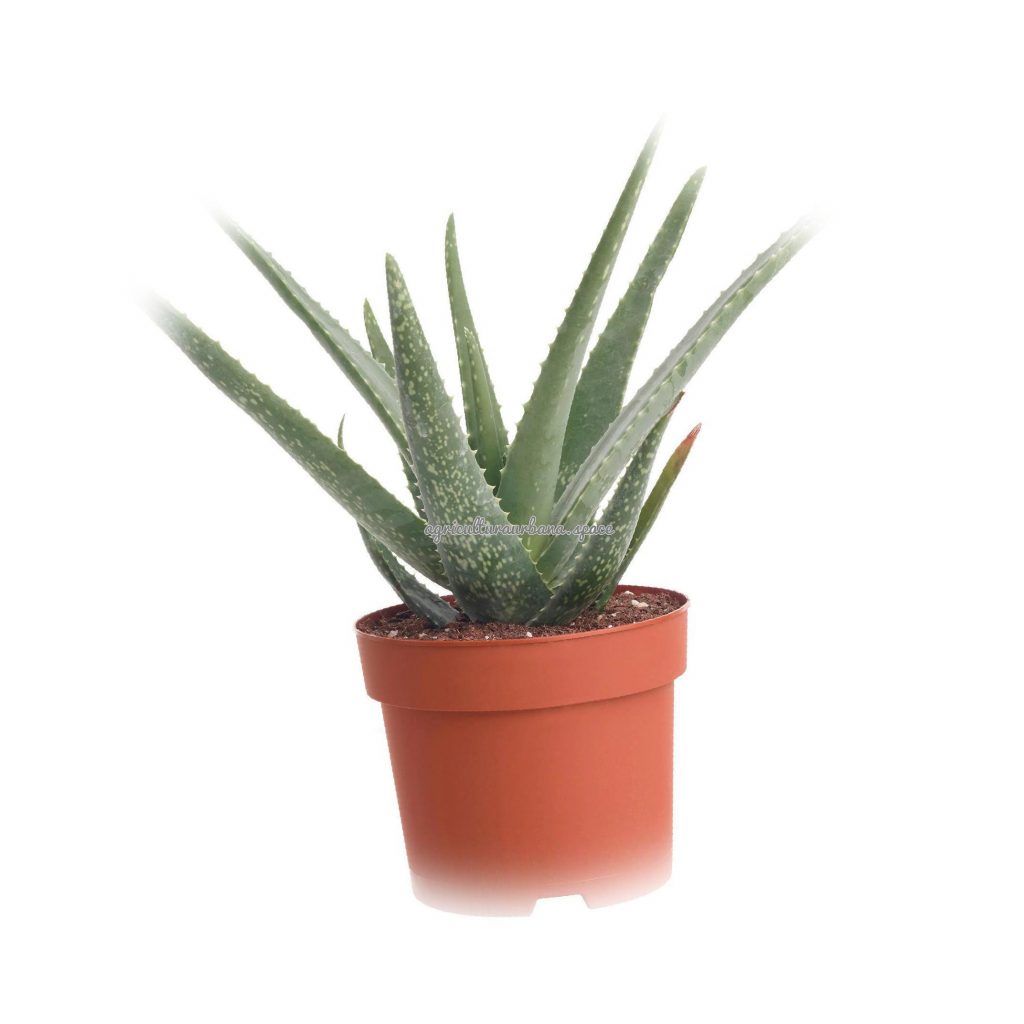 Cómo plantar aloe vera en maceta y cuidarlo