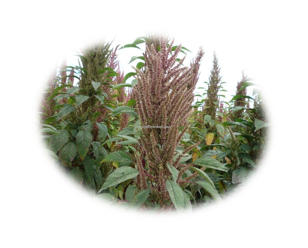 Cómo plantar amaranto: grano, hoja y ornamental